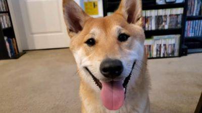 A dog named Peanut Butter is going to speedrun a Nintendo platformer at AGDQ 2024 - pcgamer.com