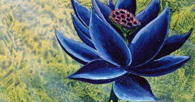 Magic: The Gathering Black Lotus sells for record-breaking $3 million - polygon.com